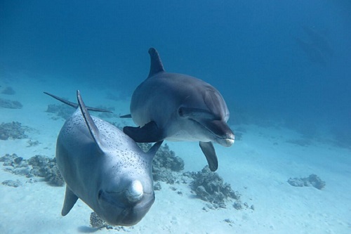 Dolphins house Hurghada