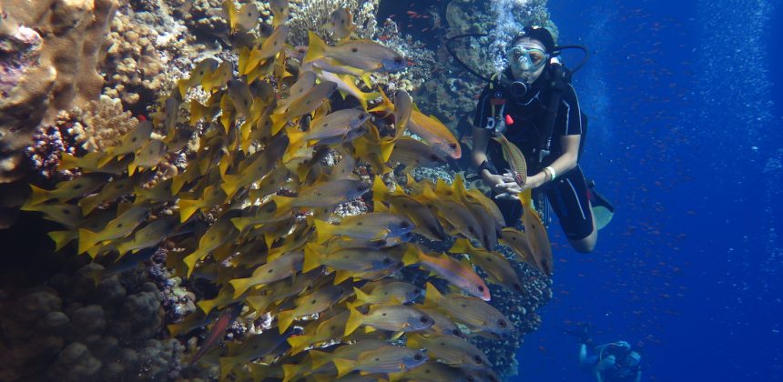 diver enjoys looking at those beautiful fishes in hurghada 
